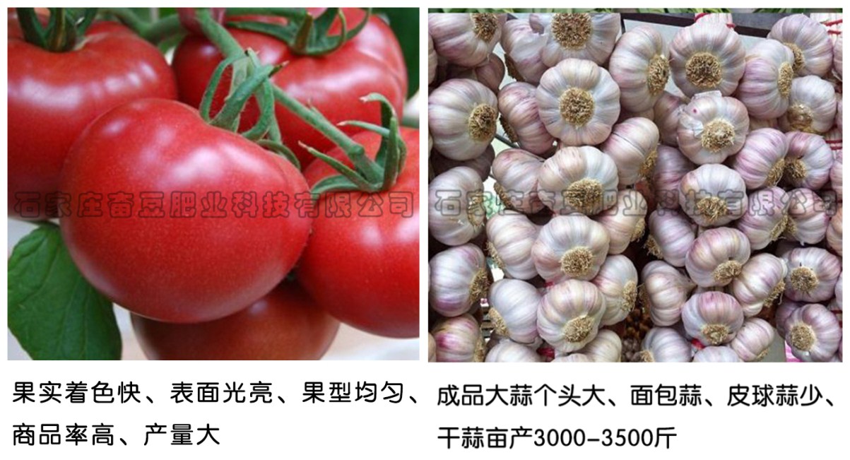 西红柿专用肥、大蒜专用肥  生物有机肥菌肥